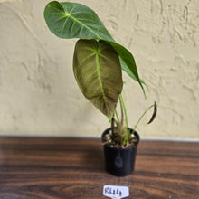 Load image into Gallery viewer, #R44 Anthurium Purple Mama - With 2 x Pups