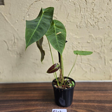 #R44 Anthurium Purple Mama - With 2 x Pups