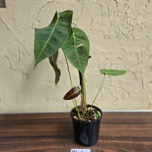 #R44 Anthurium Purple Mama - With 2 x Pups