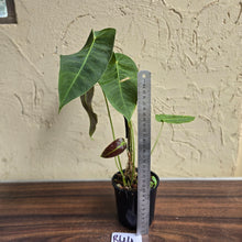 Load image into Gallery viewer, #R44 Anthurium Purple Mama - With 2 x Pups