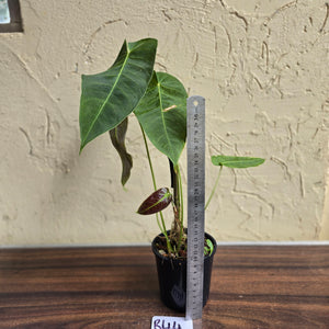 #R44 Anthurium Purple Mama - With 2 x Pups
