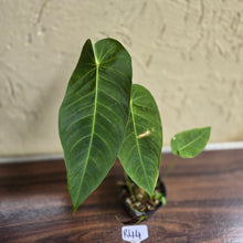 Load image into Gallery viewer, #R44 Anthurium Purple Mama - With 2 x Pups