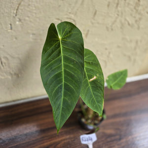 #R44 Anthurium Purple Mama - With 2 x Pups