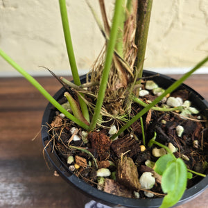 #R44 Anthurium Purple Mama - With 2 x Pups