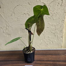 Load image into Gallery viewer, #R44 Anthurium Purple Mama - With 2 x Pups