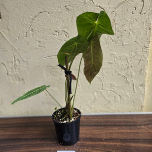 #R44 Anthurium Purple Mama - With 2 x Pups