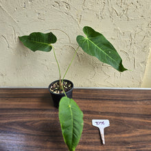 Load image into Gallery viewer, #D76 Anthurium Purple Mama