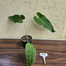 Load image into Gallery viewer, #D76 Anthurium Purple Mama