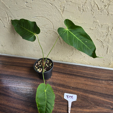 #D76 Anthurium Purple Mama
