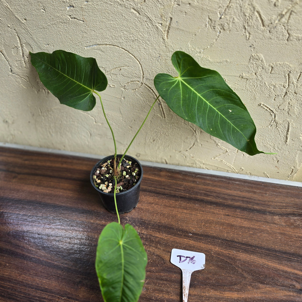 #D76 Anthurium Purple Mama