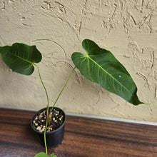 Load image into Gallery viewer, #D76 Anthurium Purple Mama