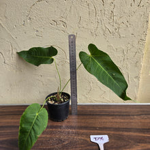 Load image into Gallery viewer, #D76 Anthurium Purple Mama