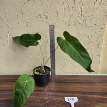 Load image into Gallery viewer, #D76 Anthurium Purple Mama
