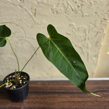 Load image into Gallery viewer, #D76 Anthurium Purple Mama