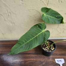 Load image into Gallery viewer, #D76 Anthurium Purple Mama