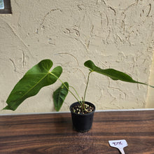 Load image into Gallery viewer, #D76 Anthurium Purple Mama