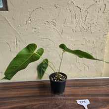Load image into Gallery viewer, #D76 Anthurium Purple Mama