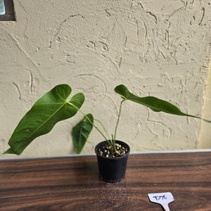 #D76 Anthurium Purple Mama