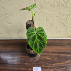 #R119 Philodendron Verrucosum
