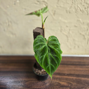 #R119 Philodendron Verrucosum