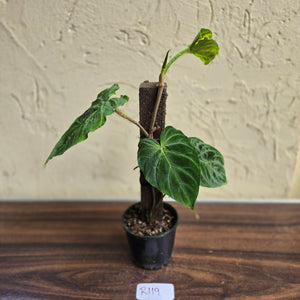 #R119 Philodendron Verrucosum