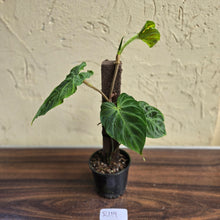 Load image into Gallery viewer, #R119 Philodendron Verrucosum