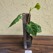 Load image into Gallery viewer, #R119 Philodendron Verrucosum