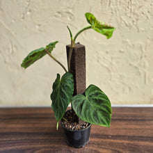 Load image into Gallery viewer, #R119 Philodendron Verrucosum