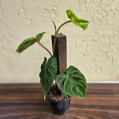 #R119 Philodendron Verrucosum