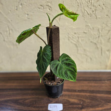 Load image into Gallery viewer, #R119 Philodendron Verrucosum