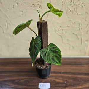 #R119 Philodendron Verrucosum