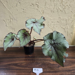 #R17 Begonia Unknown