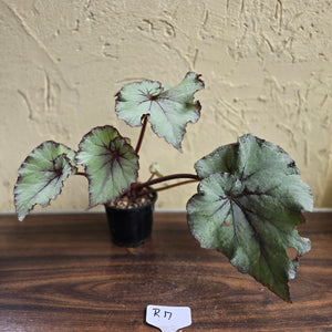 #R17 Begonia Unknown