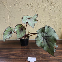 Load image into Gallery viewer, #R17 Begonia Unknown