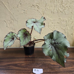 #R17 Begonia Unknown