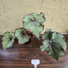 Load image into Gallery viewer, #R17 Begonia Unknown