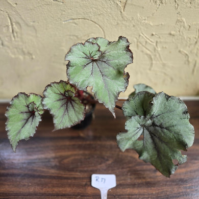 #R17 Begonia Unknown