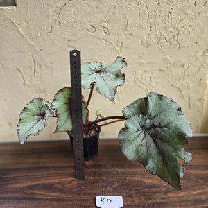 #R17 Begonia Unknown