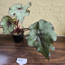 Load image into Gallery viewer, #R17 Begonia Unknown