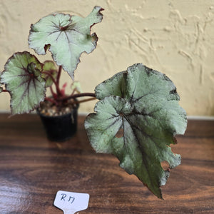 #R17 Begonia Unknown
