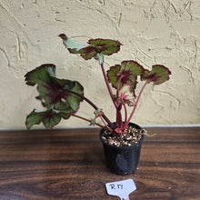 Load image into Gallery viewer, #R17 Begonia Unknown