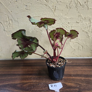 #R17 Begonia Unknown