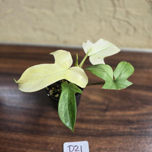Load image into Gallery viewer, #D21 Philodendron Florida Ghost