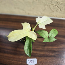 Load image into Gallery viewer, #D21 Philodendron Florida Ghost