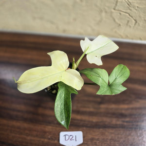 #D21 Philodendron Florida Ghost
