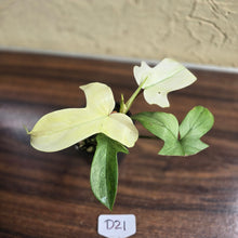 Load image into Gallery viewer, #D21 Philodendron Florida Ghost