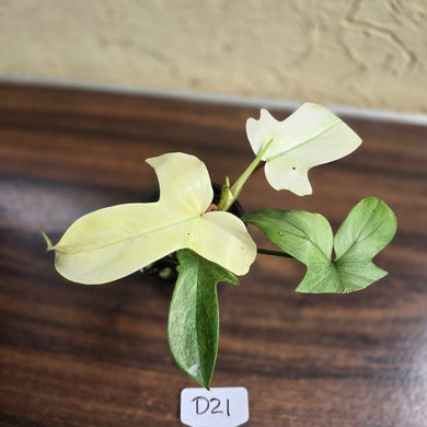 #D21 Philodendron Florida Ghost