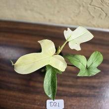 Load image into Gallery viewer, #D21 Philodendron Florida Ghost