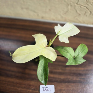 #D21 Philodendron Florida Ghost