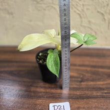 Load image into Gallery viewer, #D21 Philodendron Florida Ghost